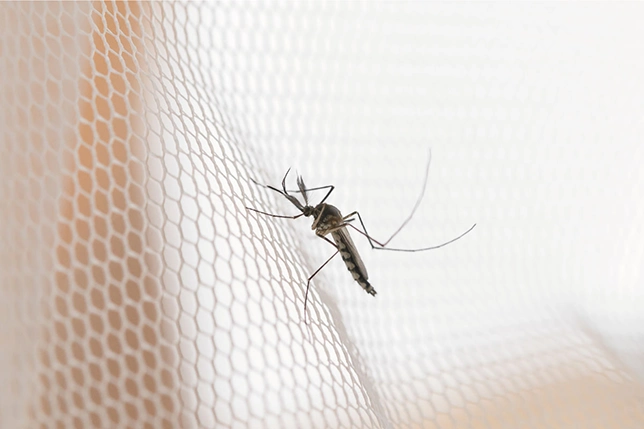 Zanzariere e salute: Come le zanzariere per finestre proteggono dalle malattie trasmesse dagli insetti